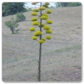 Agawa meksykańska (Agave parryi)